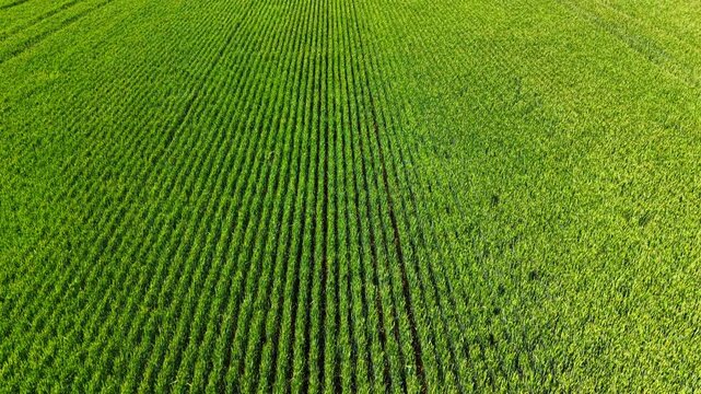 Top down view of parallel green crop rows pattern. High angle full frame texture of young green cereal crops planted in straight parallel rows.