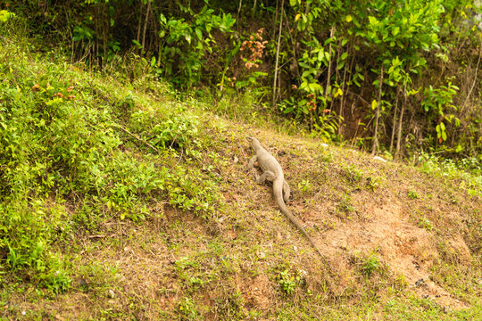 View of a large monitor lizard crawling up a grassy hillside surrounded by lush tropical vegetation in Mirissa, Southern Province, Sri Lanka.