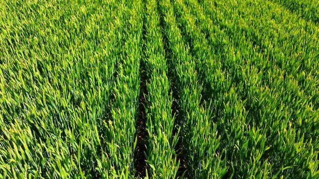 Close up view of green wheat crop rows in agricultural field. Close up shot of vibrant green young cereal plants growing in straight rows with soil visible between crops.
