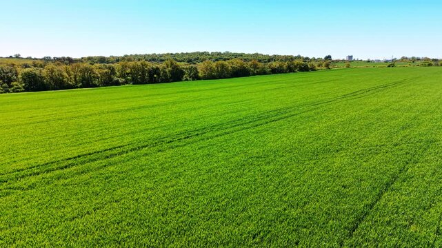 Diagonal perspective of young green cereal field. Aerial perspective of parallel lines in vibrant green wheat field stretching towards line of spring trees.