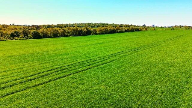 Vibrant green wheat field bordering dense tree line. Low angle aerial perspective of young green grain crops with tractor tracks next to line of deciduous trees.