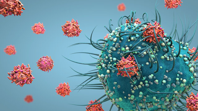 A dendritic cell is a key immune cell that detects viruses, captures their antigens, and helps activate T cells in the human immune system. It can attach to a virus-infected cell 