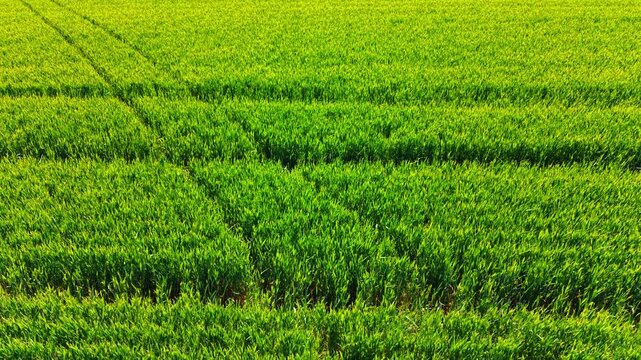 High angle view of lush green wheat field with tractor tracks. Aerial perspective of green young cereal crops growing in vast agricultural field with visible machine tire tracks.