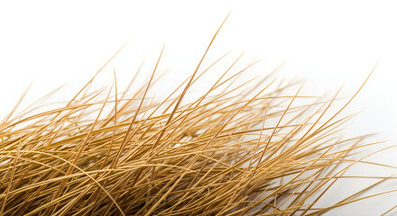 Obraz premium Golden Wheat Stalks Close-Up in Bright Sunlight with Soft Background