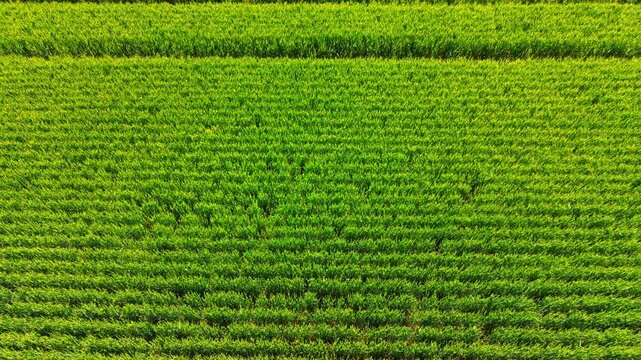 Overhead look at dense parallel rows of green cereal crops. Top down view of neat rows of vibrant green young wheat crops forming regular texture across agricultural field.
