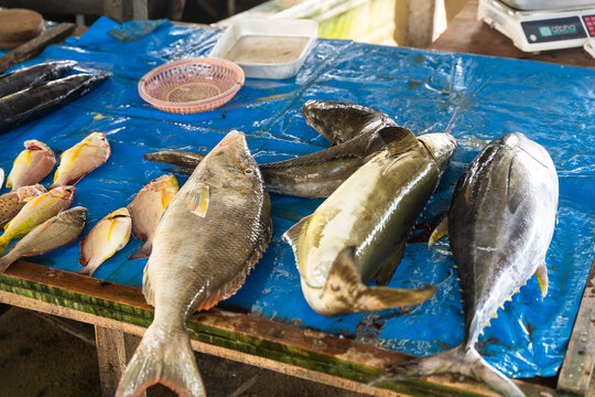 View of fresh fish including tuna and snapper displayed on a blue tarp at a local market stall Sri Lanka.
