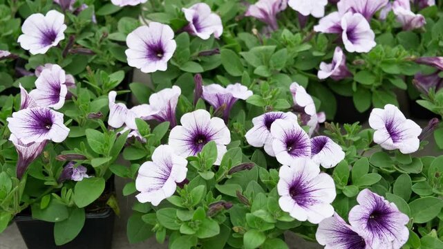 Purple petunia blooms in nursery trays, closeup of speckled petals and lush green foliage under soft natural light creating calm, versatile broll for gardening, floral, and seasonal background use