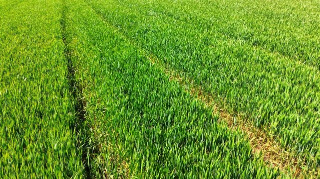 Low aerial track shot across bright green wheat plantation. Medium altitude high angle view of machine wheel tracks running through young lush green grain crop field.