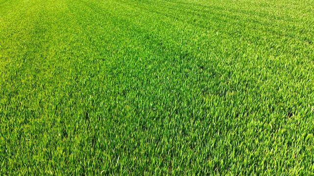 High angle full frame texture of vibrant green young cereal. Full frame aerial shot of thick young green grain crop plants creating a natural textured background pattern.