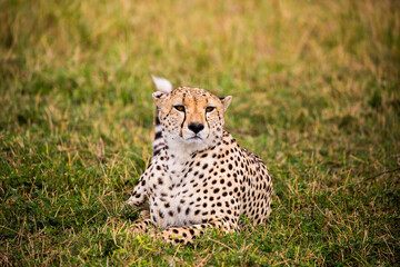 Naklejka premium cheetah in SERENGETI NATIONAL PARK