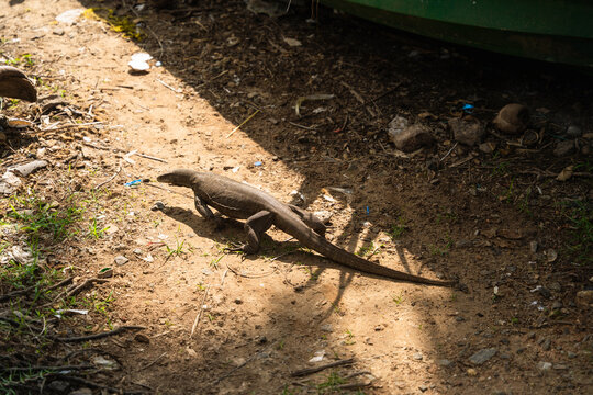 View of a large monitor lizard crawling across dry sandy ground with debris and patches of grass in Sri Lanka.