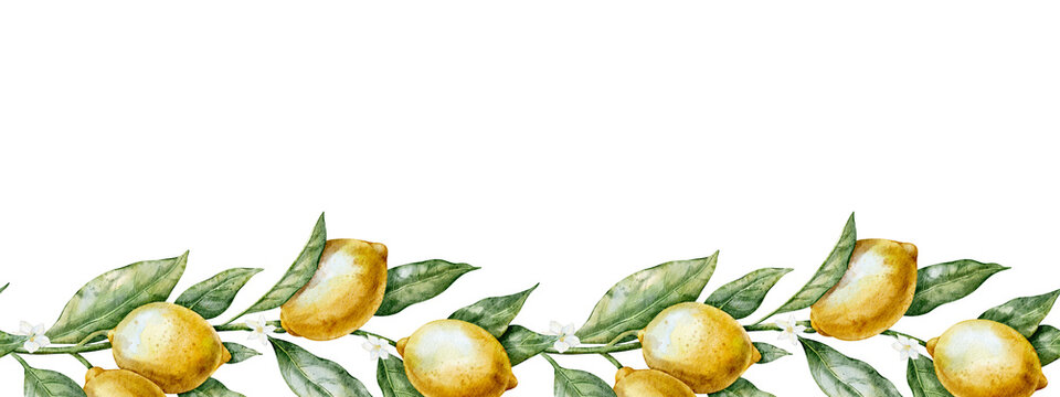 Watercolor lemon Border with citrus fruits, leaves and blossoms arranged as bottom edge. Illustration of frame for kitchen textile, packaging and seasonal design. Art on isolated background
