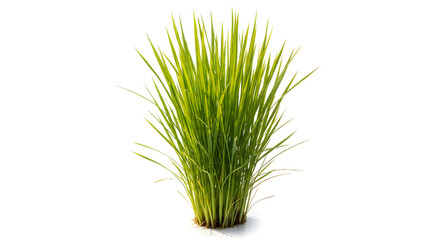 Fototapeta premium Green Grass Tuft Vector Illustration Isolated on White Background
