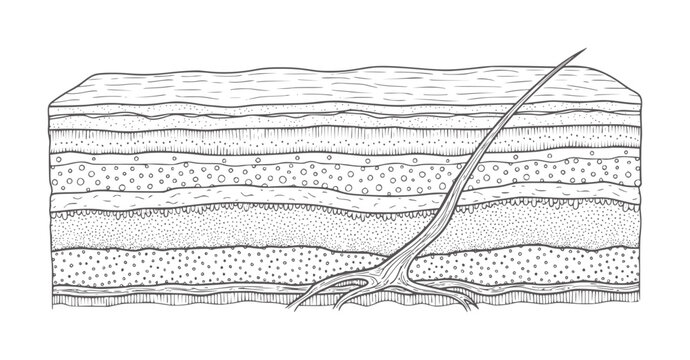 Cross section of layered earth with plant root system geology soil layers