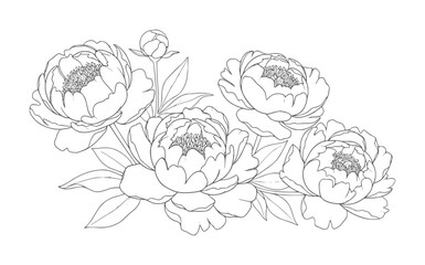 Delicate line of blooming peonies and a bud a white flowers floral © Mehedi