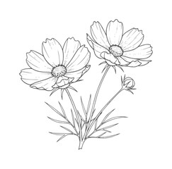 Obraz premium Delicate line of two cosmos flowers and a bud floral bloom blossom