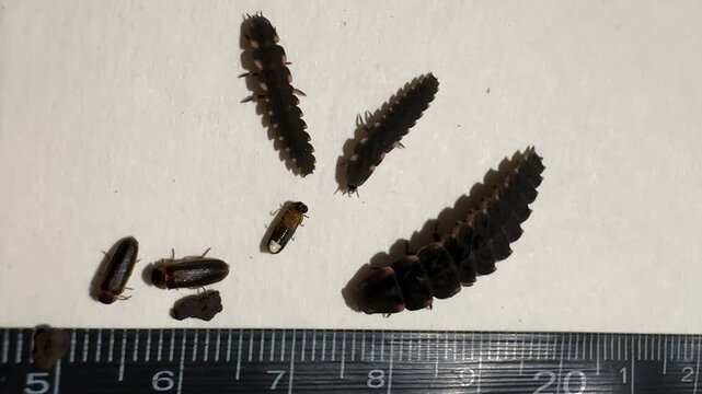 firefly worm larvae scientific moves in scale insect in rural forest in iran male female mating flashing blinking glowing beetle biology bug closeup crawl entomology glowworm lampyridae macro nature