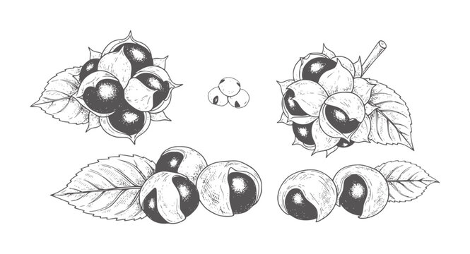 Hand drawn botanical of hazelnuts with leaves and stems food ingredient natural