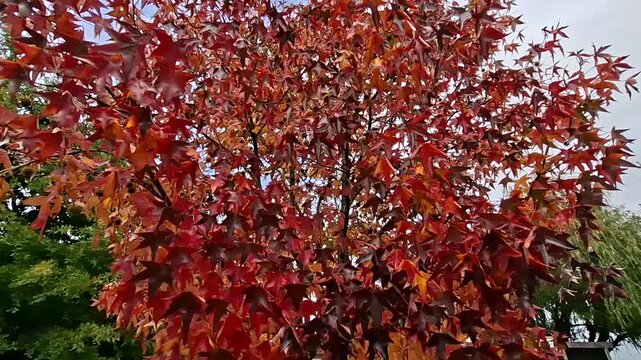 Stunning red and orange foliage on a tree in the autumn