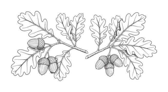 Two oak branches with acorns and lobed leaves in a line leaf nature