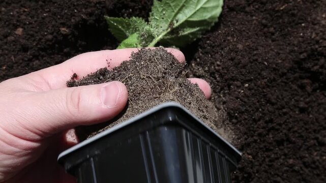 Human hand removes green cucumber seedling from small black plastic pot and carefully places it into dark fertile soil in top-down close-up shot during spring garden transplanting