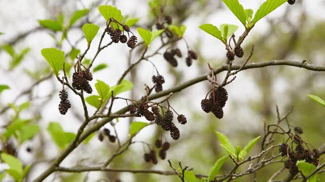 Alnus glutinosa branches with fresh green leaves and ripening brown catkins in soft natural light