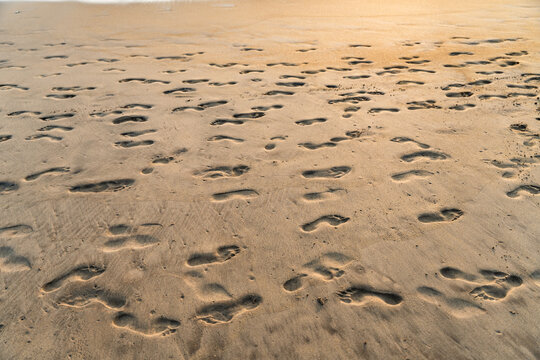 View of numerous footprints scattered across the wet sand of a beach under warm golden sunlight Galle, Southern Province, Sri Lanka.