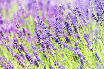 Obraz premium Selective focus on lavender flower. Soft focus