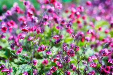 Fototapeta premium Selective focus on lavender flower. Soft focus