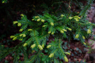 pędy drzewa iglastego © Agata