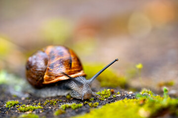 Spotted vineyard snail (Cornu aspersum). Macro close-up taken on a sunny spring morning. The snail is crawling over a rock and moss covered in dewdrops. Selective focus with a blurred background. © ON-Photography