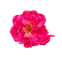 Fototapeta premium Vibrant magenta pink rose flower isolated on transparent background