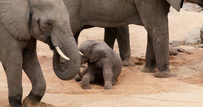 Emotional video of a wild baby elephant calf that fell into a sandy hole, struggling to stand up before finally succeeding. A heartwarming moment of survival in Kruger National Park, South Africa.