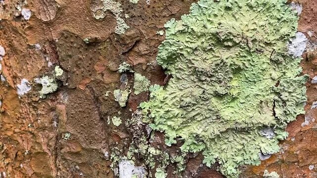 lichen on tree, tree bark, natural organic pattern in a forest ecosystem, Lichen on Tree Bark, Close-up of pale green foliose lichen growing on a textured tree bark, 