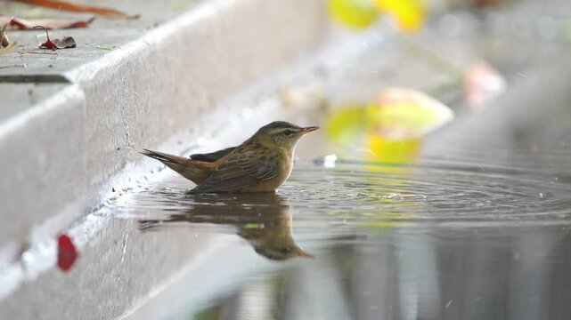 Bush Warbler Bathing and Standing in Roadside Shallow Puddle