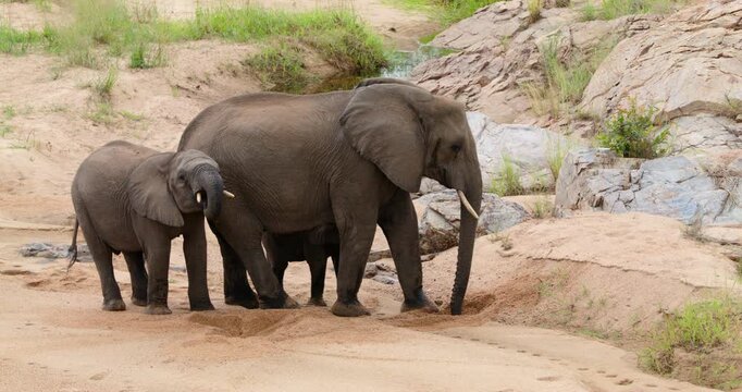 Wide shot of a breeding herd of wild African elephants digging holes in the sandy riverbank to filter and drink clean water. Unique wildlife behavior captured in Kruger National Park, South Africa