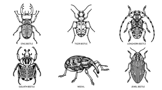 Beetles hand drawn set with black and white line art, featuring stag, tiger, longhorn, goliath, weevil, jewel beetles.