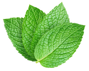 Green mint leaf isolated on transparent background. Mint leaf isolated with PNG © URSA Star