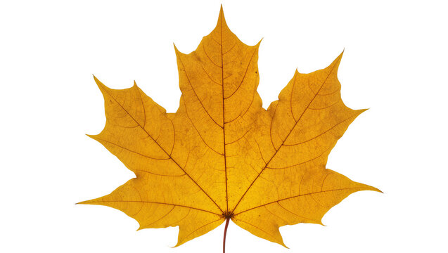 Yellow maple leaf with visible veins and serrated edges
