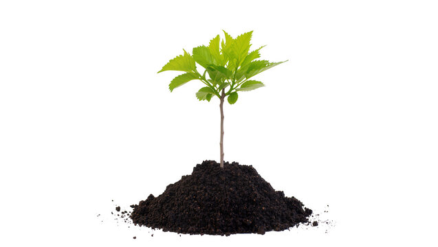 Young green plant growing from dark soil mound