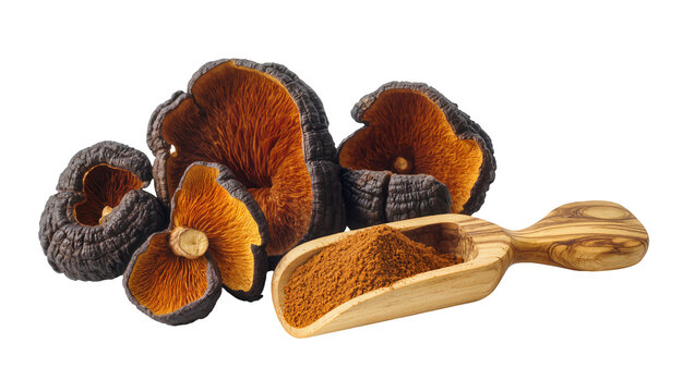 Dried Reishi Mushrooms and Powder in Wooden Scoop
