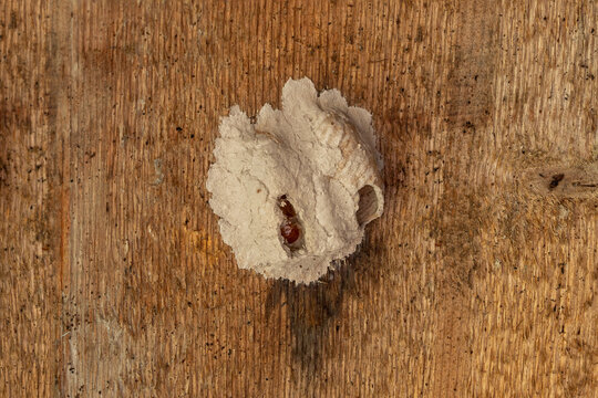 Detail of an opened mud nest of a solitary potter wasp (Ancistrocerus oviventris), showing the empty brood chamber with translucent amber-colored cocoon remnants after the insect successfully hatched.
