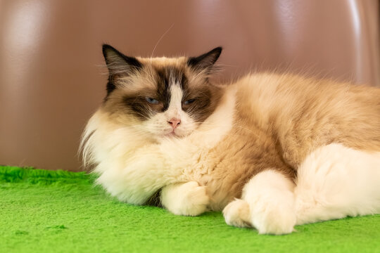 Birman Cat Resting on Green Carpet in Cozy Indoor Setting