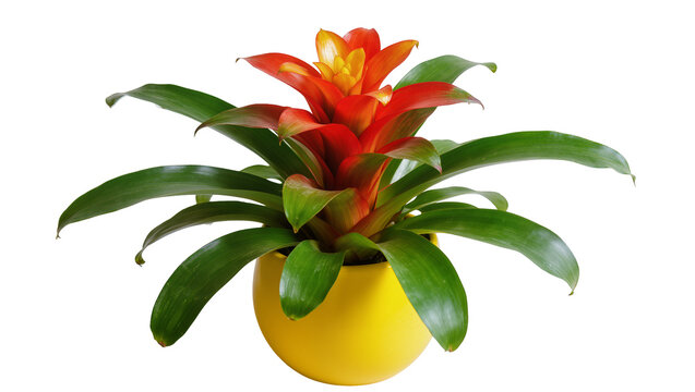 Bromeliad plant with vibrant red and orange bloom in yellow pot