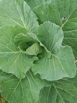 cClose up of a young fresh white cabbage (Brassica oleracea) growing in an organic vegetable garden. The image shows the vibrant green leaves of the plant spreading wide to absorb sunlight, with a sma