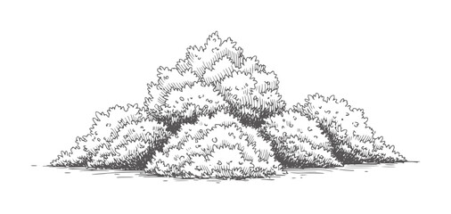 Hand drawn of a cluster of leafy bushes shrub foliage nature garden © Mahin