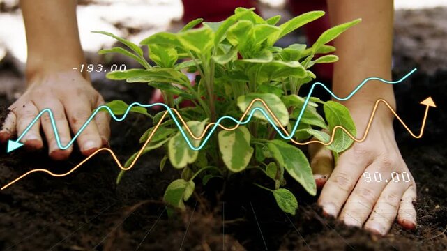 Plant held above hole causing hands lowering fanning roots, tamping soil to root under data lines