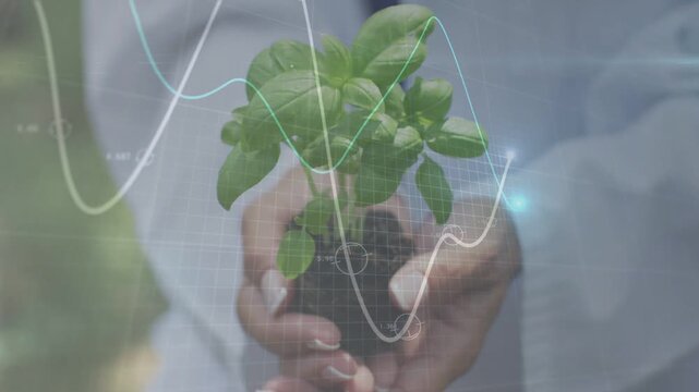 scientist cupping seedling while lines appearing around plant and visualizing growth for farming