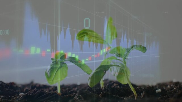 Chart overlay appearing, fluctuating over two shoots, lighting leaves, contrasting growth vs market