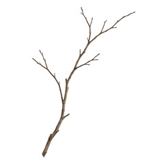 Fototapeta premium Dead Dry Tree Branch – Weathered Driftwood Log Nature Isolated Stock Photo